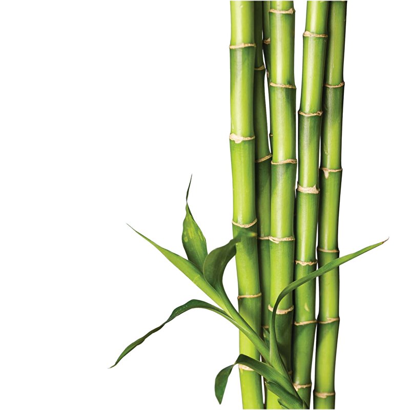Bambu Yatak Pedi Yatsan